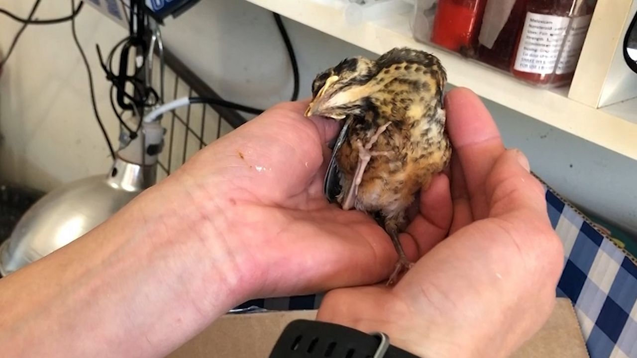 Woman holds bird with neurological symptoms, causing it to be contorted